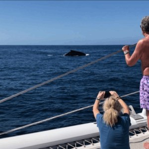 Picante Whale Watching Cruise